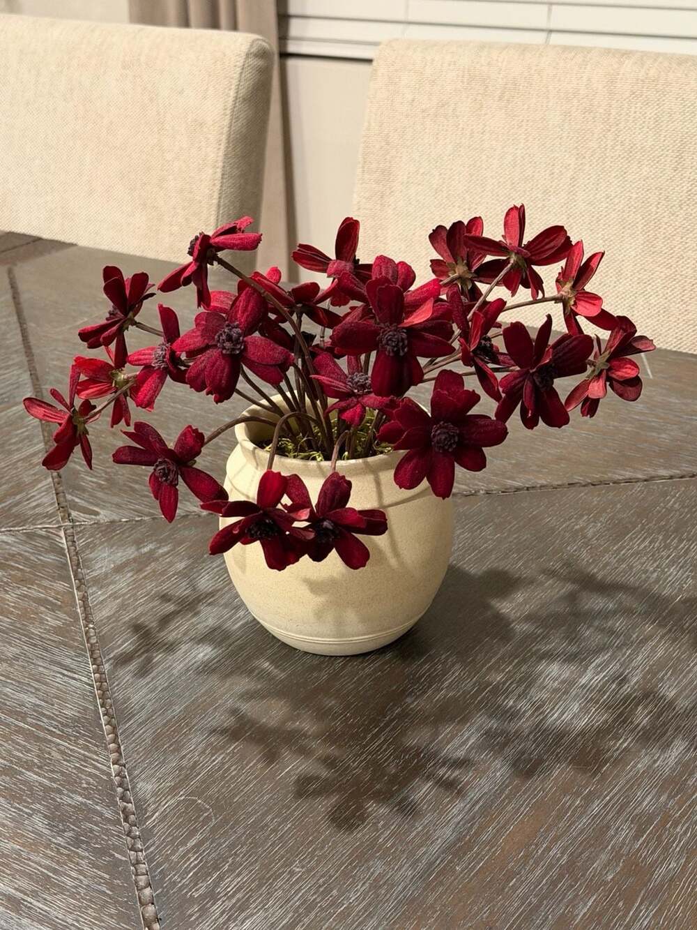 Magnolia Home Faux Burgundy Chocolate Cosmos in Cream Ceramic Pot Arrangement